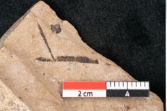 Foto (Detailansicht) von Araucaria sternbergii Goeppert (NHMW-GEO-2024-0188-8273)